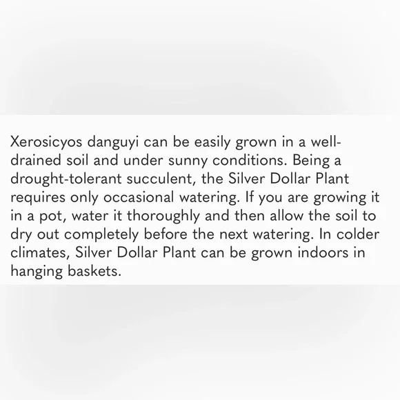 Rare Cutting Xerosicyos danguyi / Silver dollar / String of Coins - Picture 2 of 12